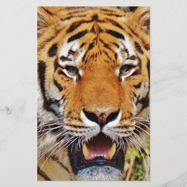 Tigre (Devant)