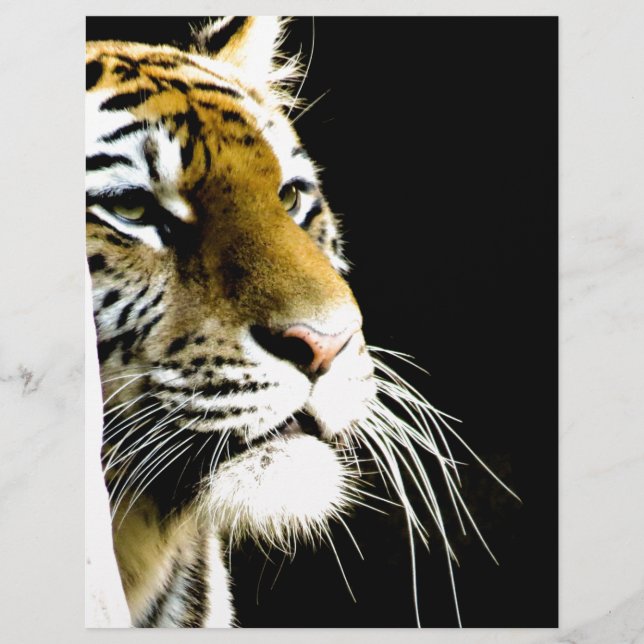 Tigre (Devant)