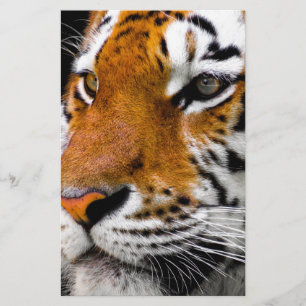 Tigre