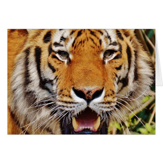 Tigre (Devant horizontal)