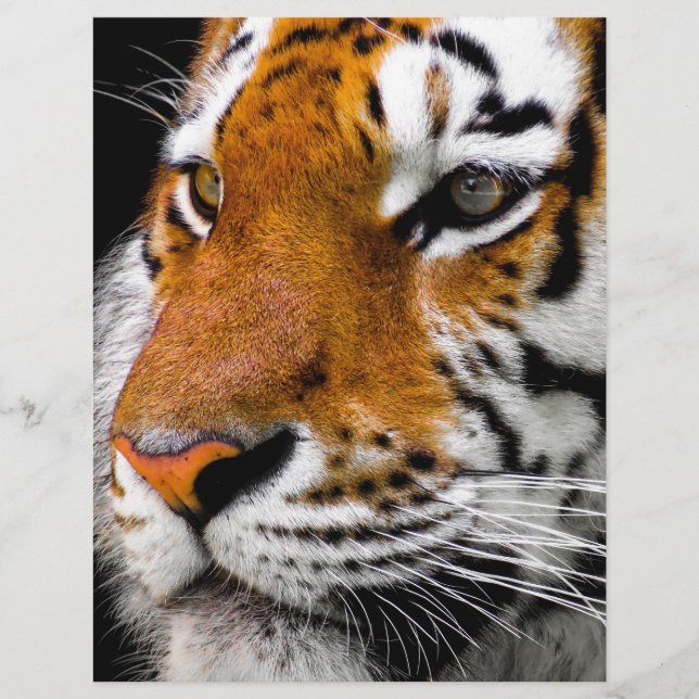 Tigre (Devant)