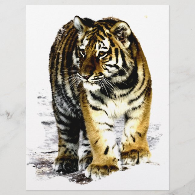Tigre (Devant)