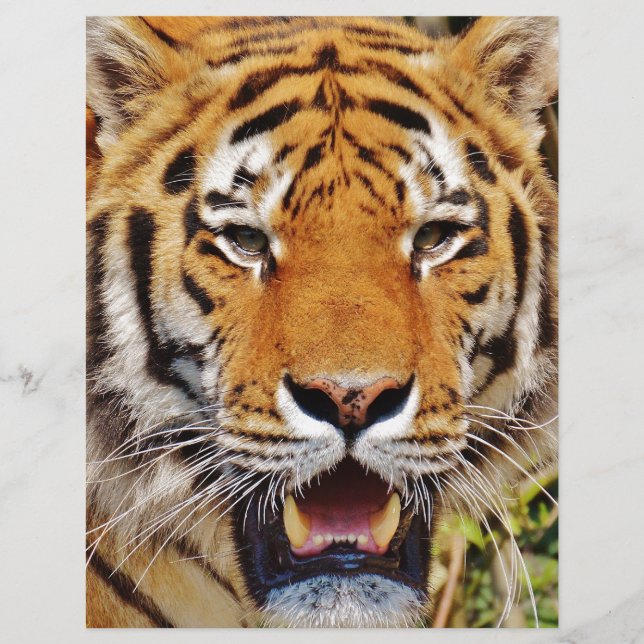 Tigre (Devant)