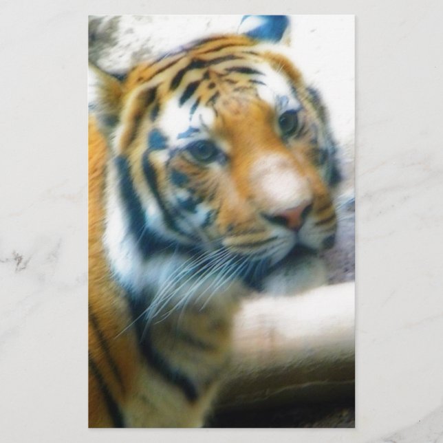 Tigre (Devant)