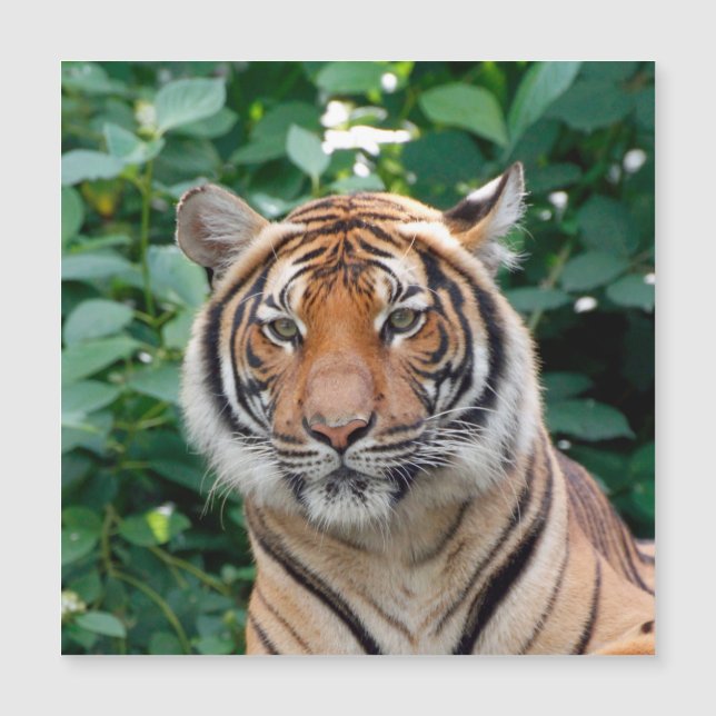Tigre 001 (Devant)