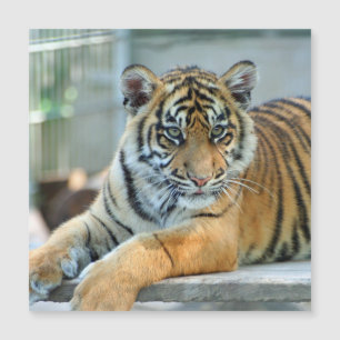 Tigre 034