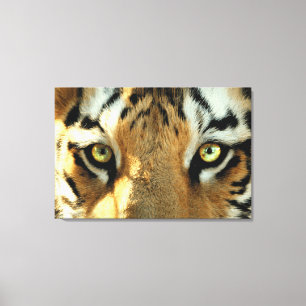 Tigre 1 - Toile enrobée