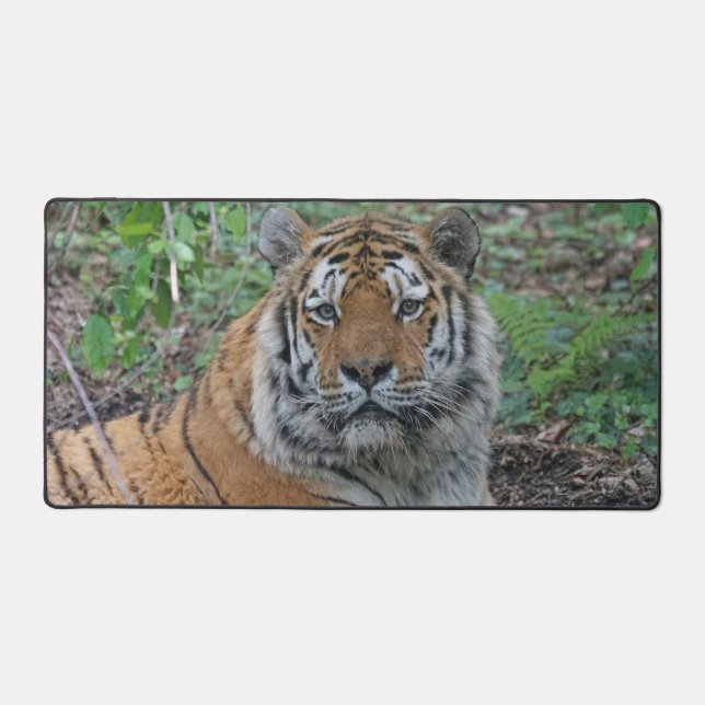 Tigre adorable (Recto)