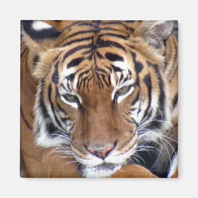 Tigre - Aimant (Devant)