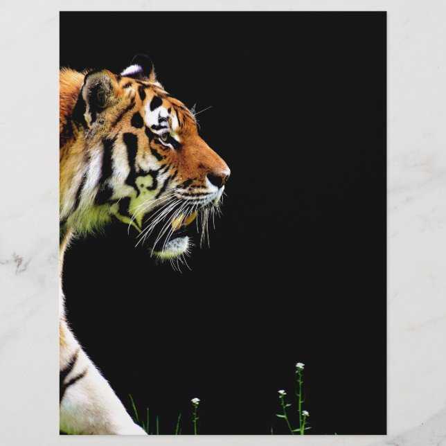 Tigre approchant - Oeuvres d'art d'animaux sauvage (Devant)