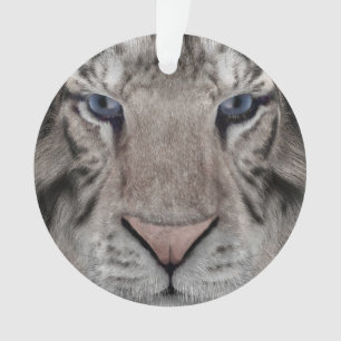 Tigre blanc