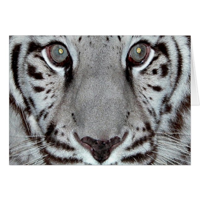 Tigre blanc (Devant horizontal)