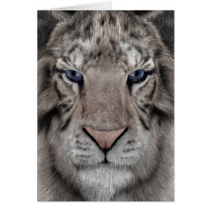 Tigre blanc
