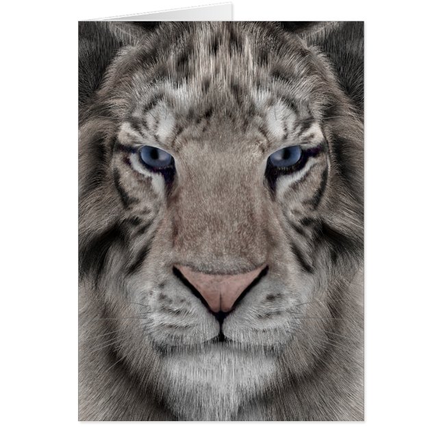 Tigre blanc (Devant)