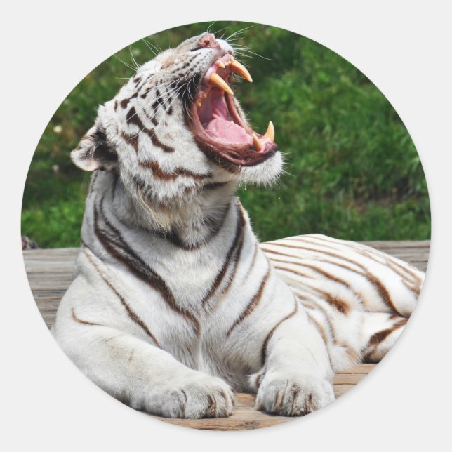 Tigre Blanc, Autocollant Tigre du Bengale (Devant)