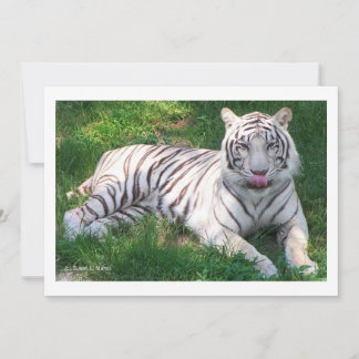 Tigre blanc avec yeux bleus Lick Nique