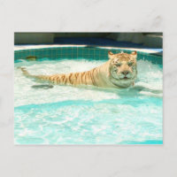 Tigre blanc pendant la piscine-Année de la carte