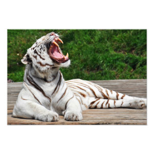 Tigre Blanc, Tigre du Bengale Photo Impression