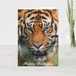 Tigre - Bonne carte de voeux d'anniversaire