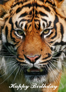 Cadeaux Joyeux Anniversaire De Tigre Zazzle Fr Cadeaux Joyeux Anniversaire De Tigre Zazzle Fr