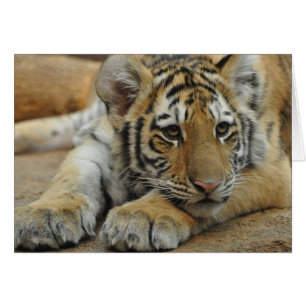 Tigre CUB d'Amur