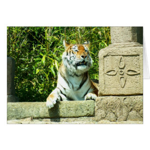 Tigre dans le temple