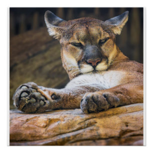 Tigre de montagne Art mural Photo Impression de la