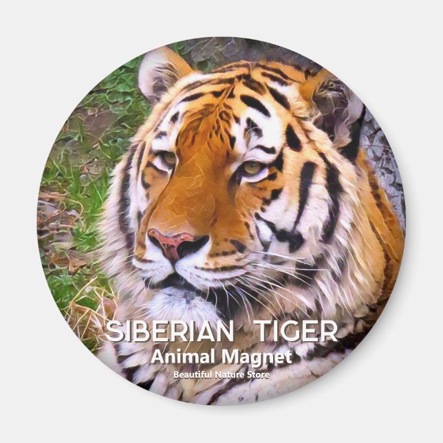 Tigre de Sibérie aimant (Devant)