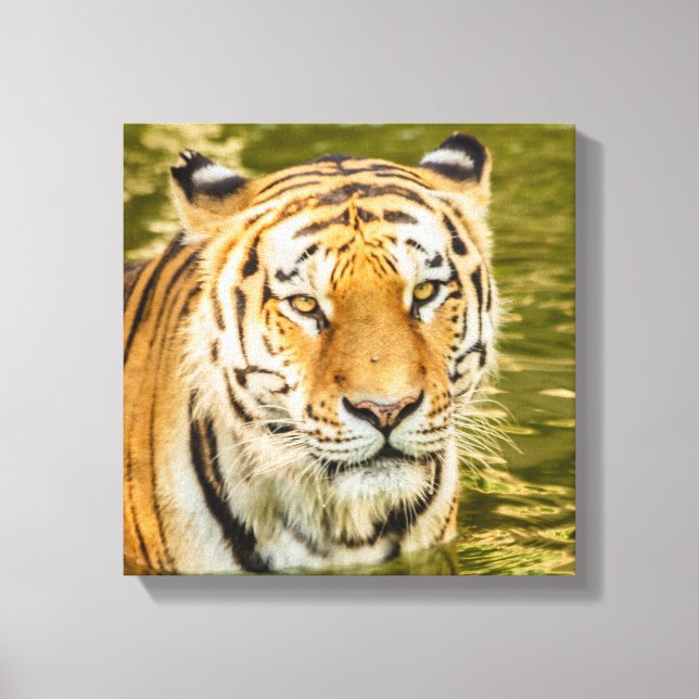 TIGRE DE SIBÉRIE SUR IMPRIMÉ SUR TOILE (Recto)