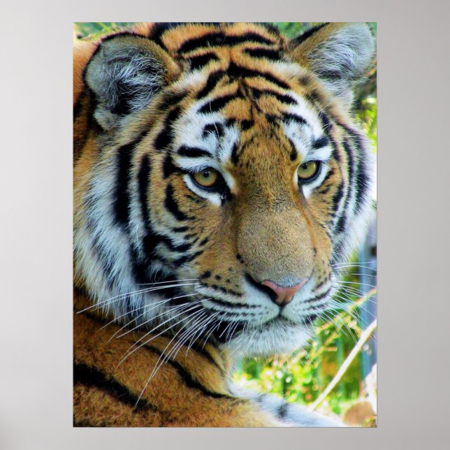Tigre de Sibérie, Tigre de l'Amour Affiche (Devant)