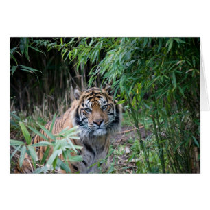 Tigre de Sumatran
