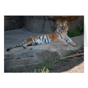 Tigre du Bengale
