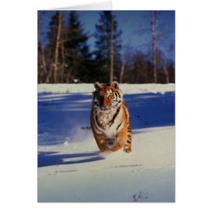 Tigre emballant au-dessus de la neige
