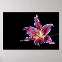 tigre lilly imprimer / affiche / canvus - fleur de