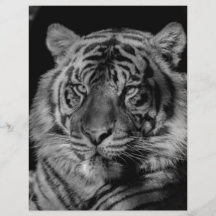 Tigre noir et blanc