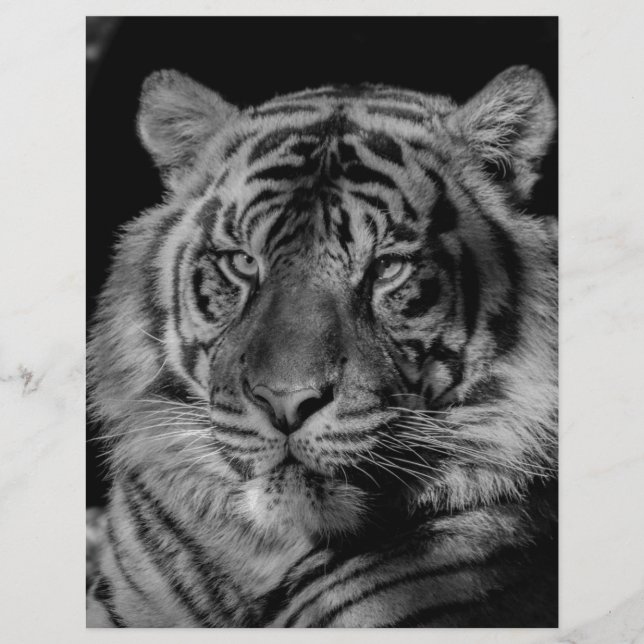 Tigre noir et blanc (Devant)