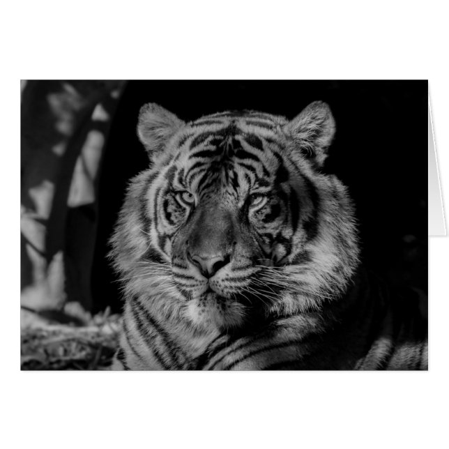 Tigre noir et blanc (Devant horizontal)
