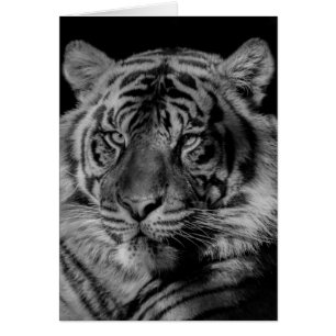 Tigre noir et blanc