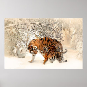 tigre petit et mère dans la neige poster