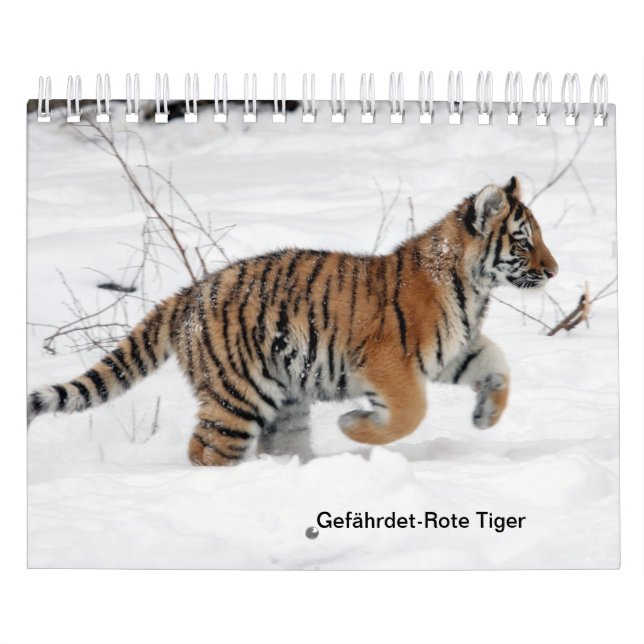 Tigre rouge comme calendrier (Protection)