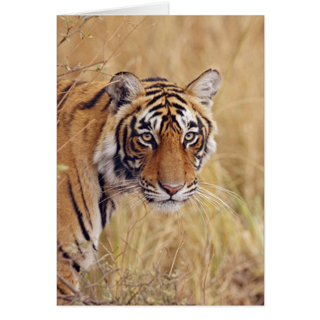 Tigre royal du Bengale (Devant)