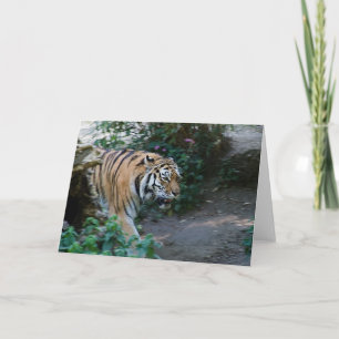 Tigre sibérien • Carte de voeux