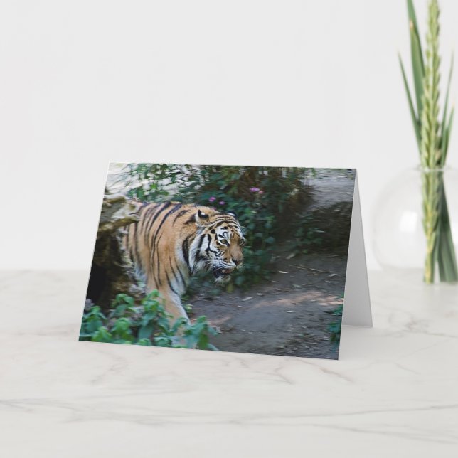 Tigre sibérien • Carte de voeux (Devant)