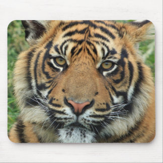Tigre Tapis de souris