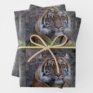 Tigre - Toutes les feuilles de papier d'enveloppem