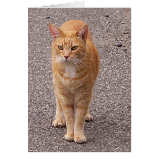 Tigre urbain (Devant)