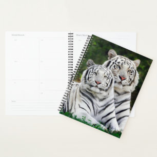 Tigres Blancs