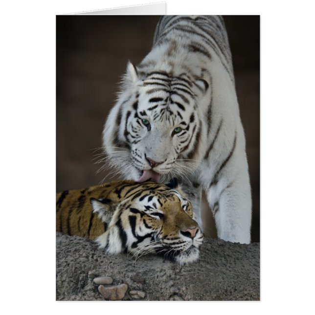 Tigres blancs et Brown au repos (Devant)