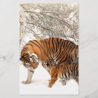 Tigres dans la neige
