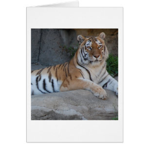 Tigres du Bengale